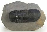 Paralejurus Trilobite Fossil - Atchana, Morocco #312799-1